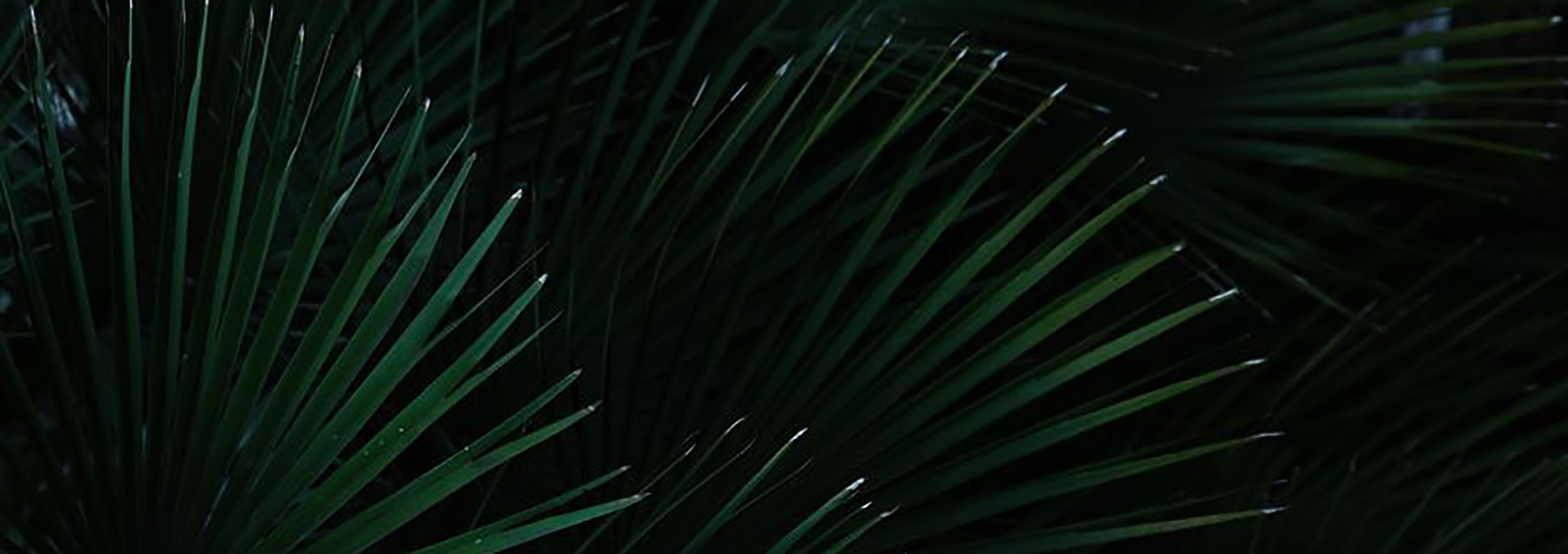 热带风格客厅 乔治亚-2