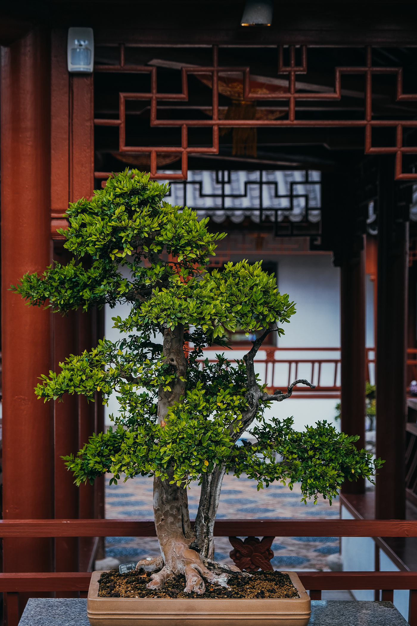 Guardians of the gardens-9