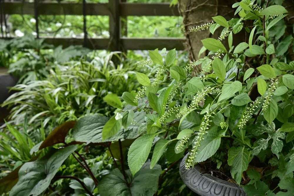 25年前的自制老花园，原来还可以这么美-21