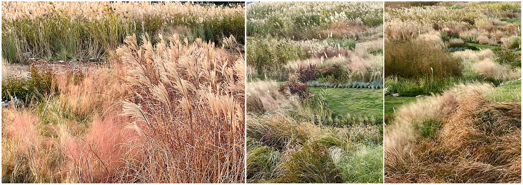 多岛海野草公园丨中国日照丨孔祥伟工作室-89