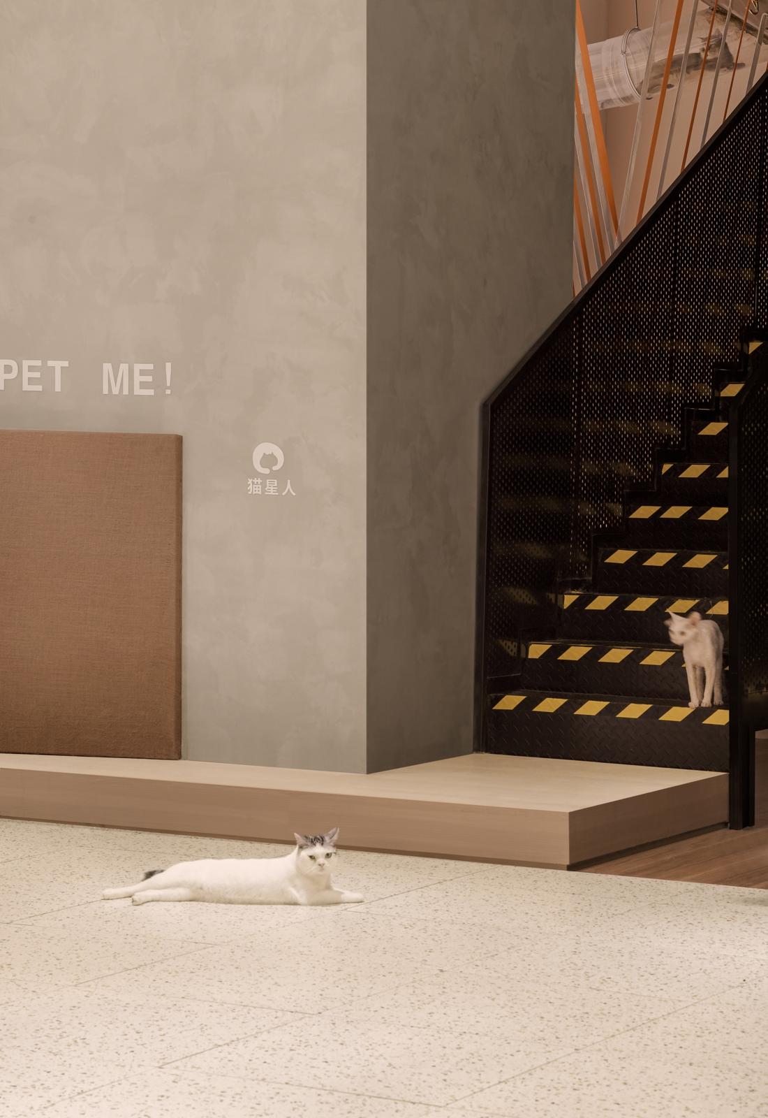 喵星人入侵 · 猫咪共享空间丨中国青岛丨黄士华-20
