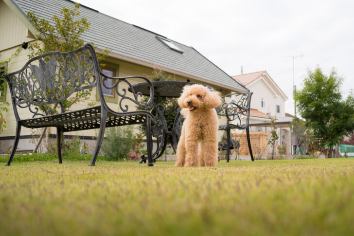 庭にドッグランを作ろう！（庭院建狗跑道项目）-1
