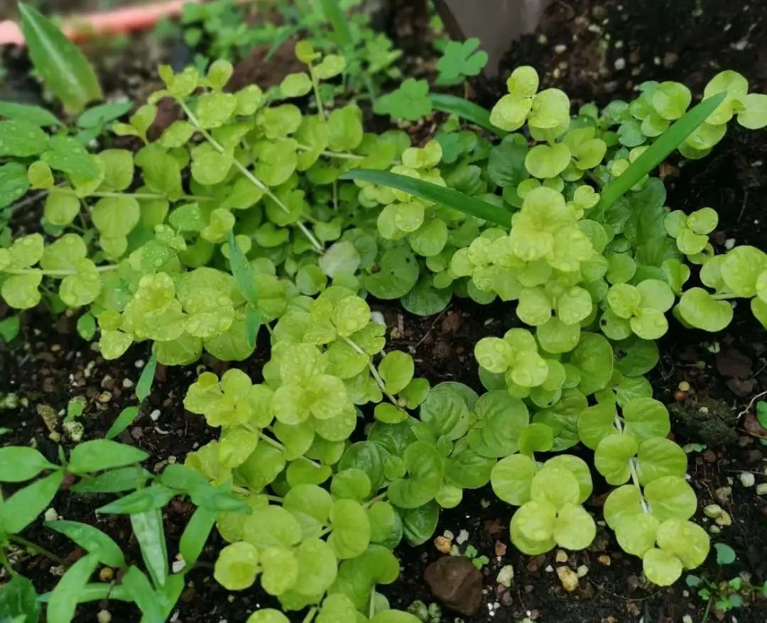 夏日花园养护攻略，打造梦想花园-52