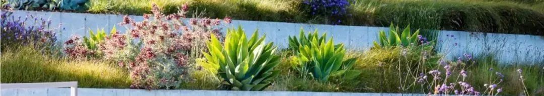 园路列植设计丨上景总工办-0