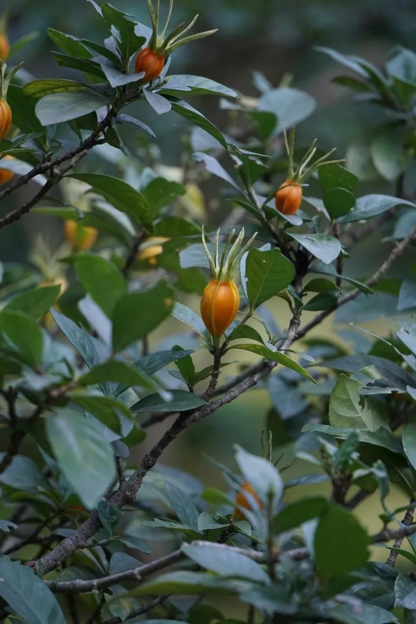 禅意花园里植物的那些事-105