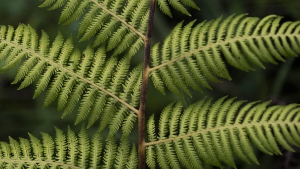 The Ellen DeGeneres Campus of the Dian Fossey Gorilla Fund | MASS Design Group-74