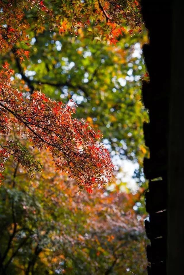 苏州园林秋韵 | 方寸之间见山水-40