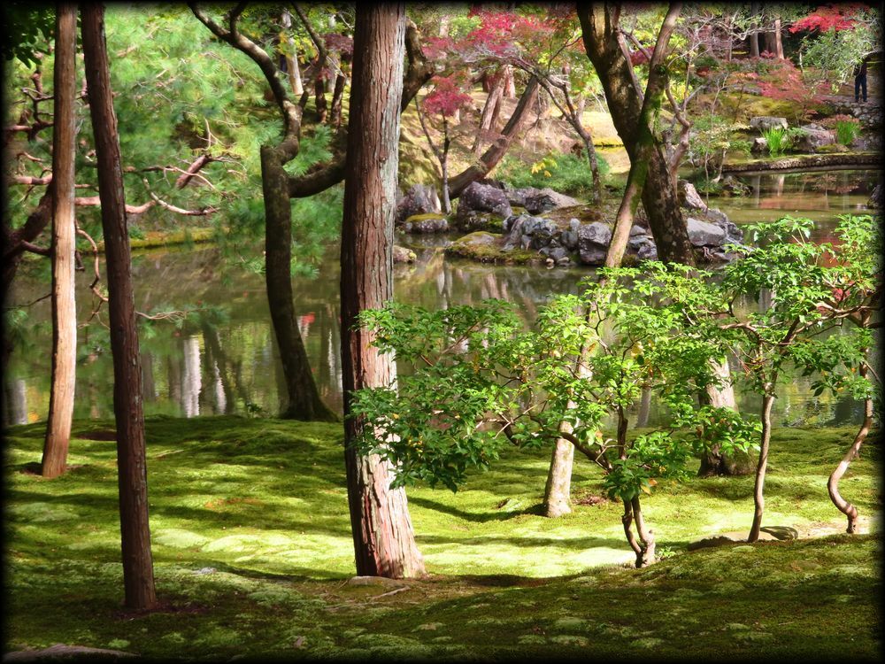 苔寺（西芳寺）的苔庭（黄金池,金刚池）丨日本京都丨梦窗疎石-21