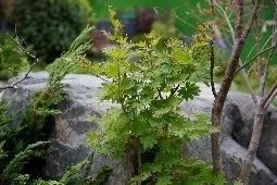 礼序东方 盛京游园 | 沈阳万科·胤樾-106