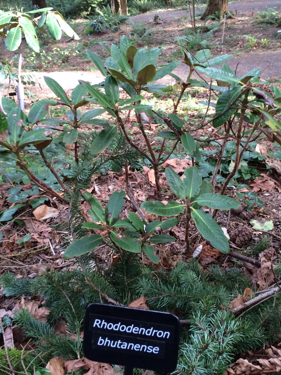 华盛顿公园喜马拉雅云林花园丨美国华盛顿-51