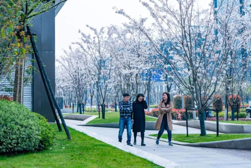 魔都五大赏樱胜地丨中国上海-45