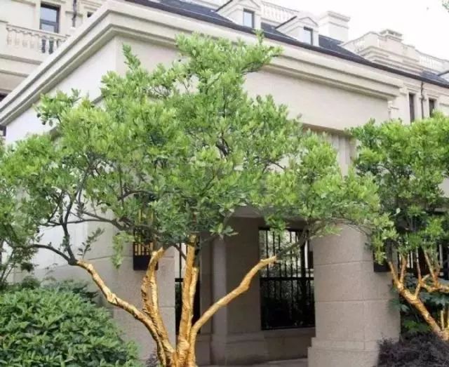 罗汉松 | 庭院中的守财吉祥树-206