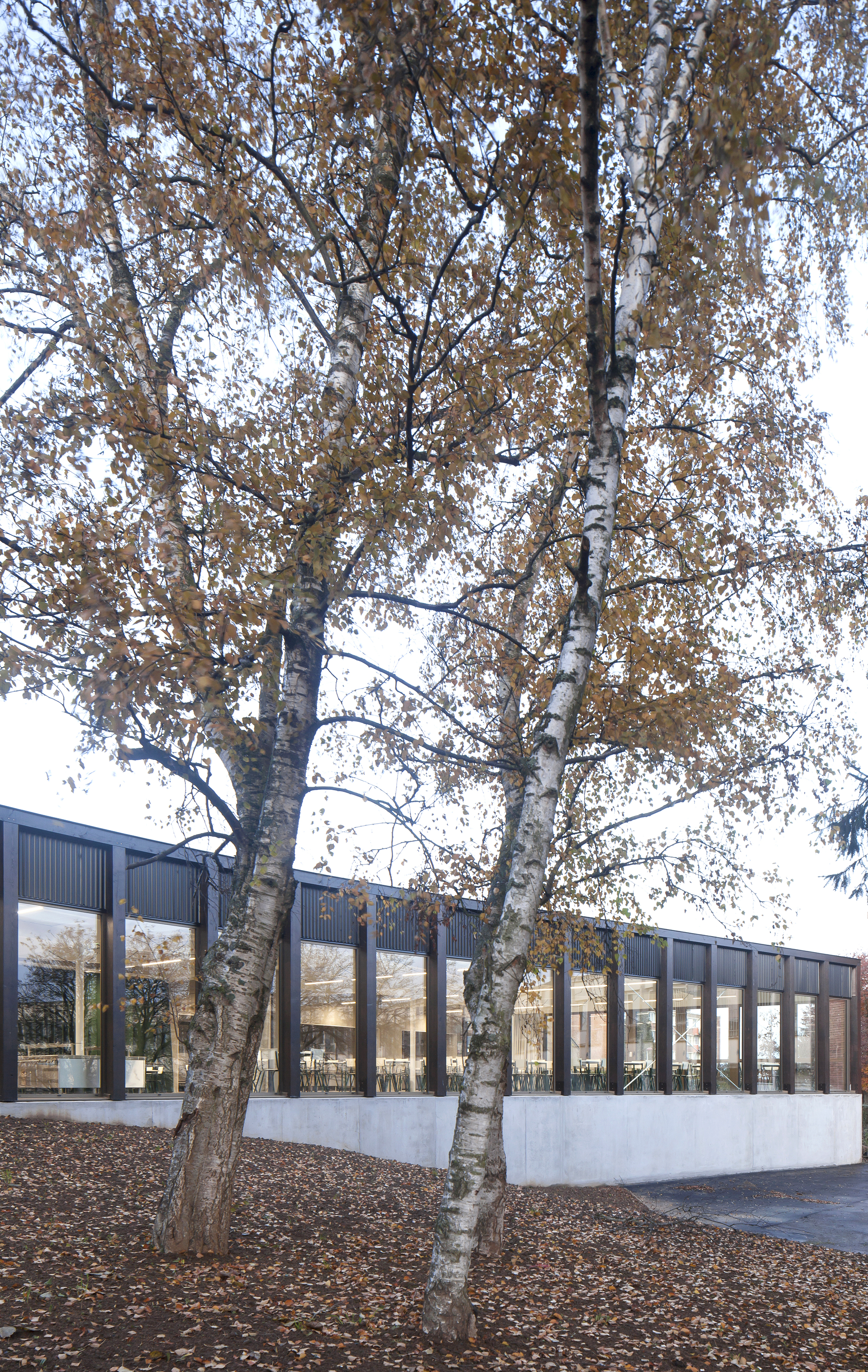 School Cafeteria and Multipurpose Room  / LT2A-31