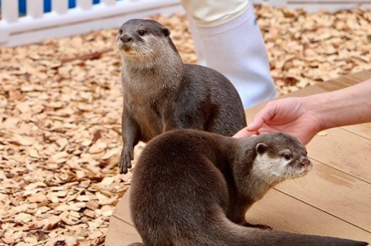 全球最美星巴克,花店、水族馆、百樱共赏-19