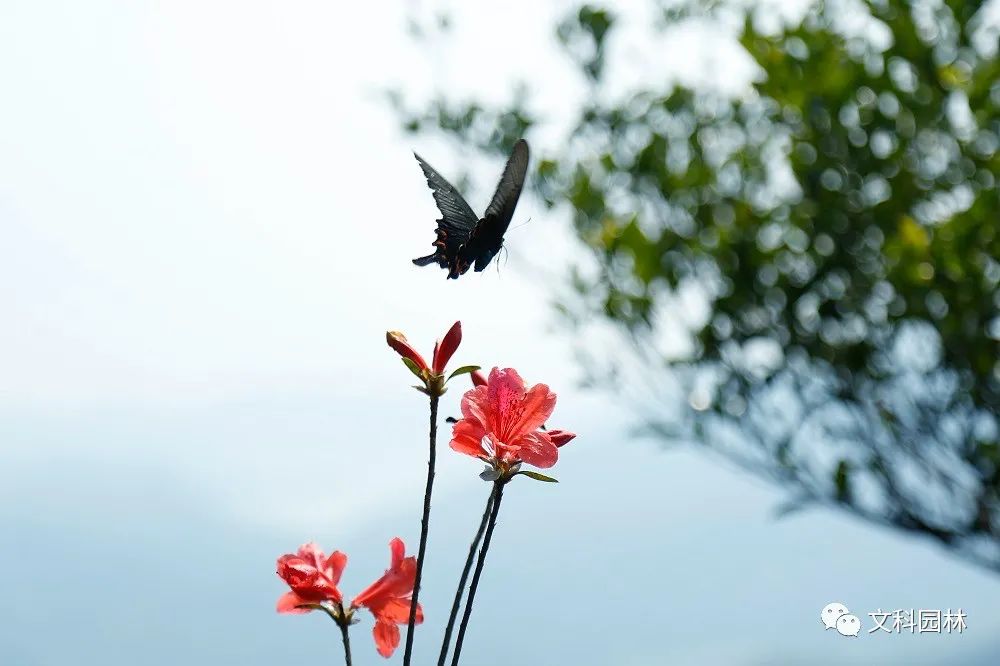 深圳市梧桐山第六届毛棉杜鹃花会景观设计丨中国深圳丨文科园林-57