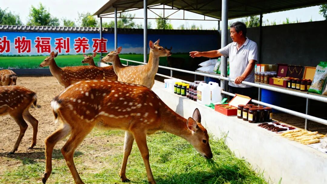 华中百亩“本草秘境”：三产融合营地创新规划与运营方案-71