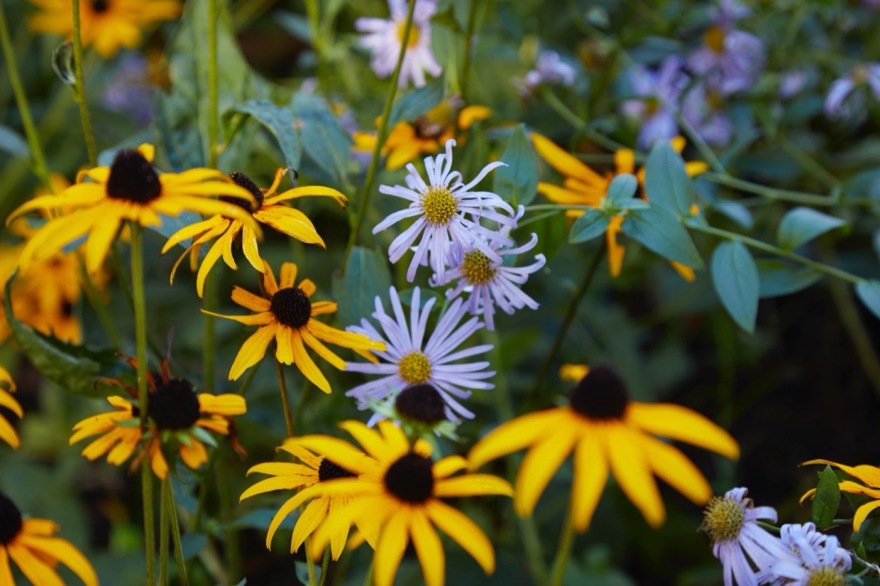 绿色之心的现代景观设计丨BD landscape architects-13