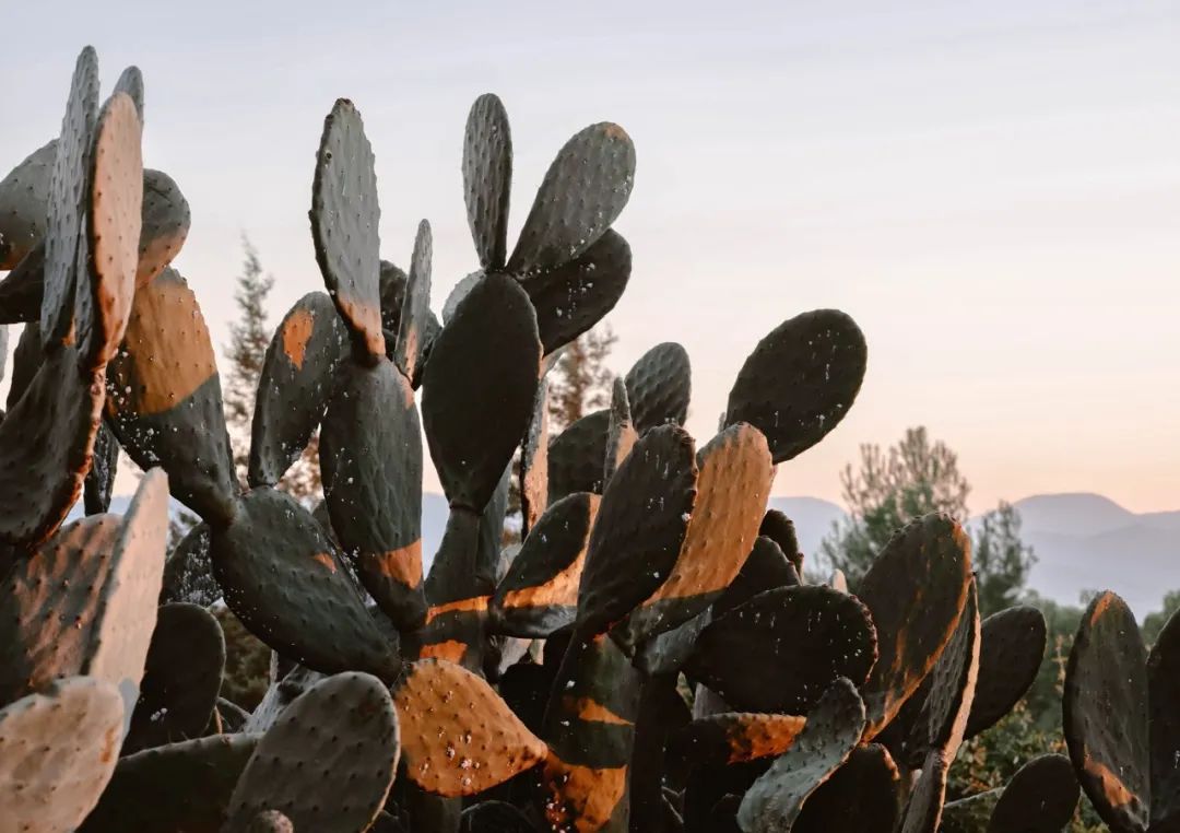 伊比沙岛自然之美 | La Granja Ibiza 农舍设计-23