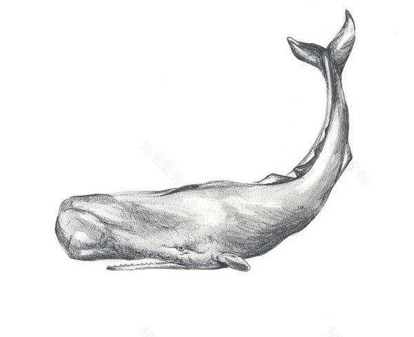 Residential Mega Yacht – Graduation Project-14