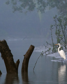 孟加拉国孙德尔本斯红树林保护与开发