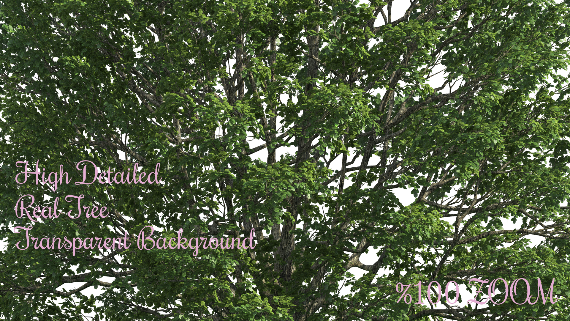 Real Tree Cliparts png, Realistic London Plane tree-1