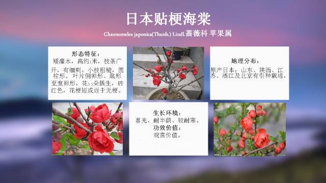 秋凌景观陪伴你学习的第3128天-42