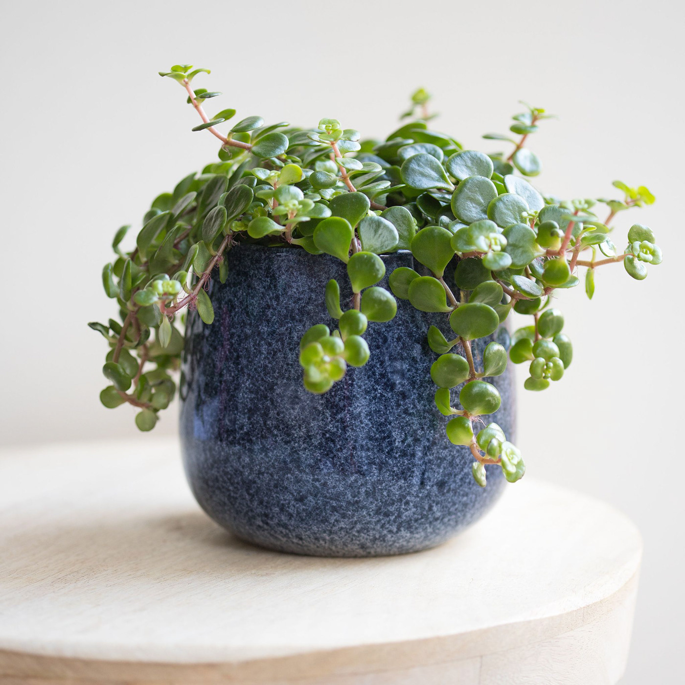 探索不同类型的花园植物,打造梦幻景观-8