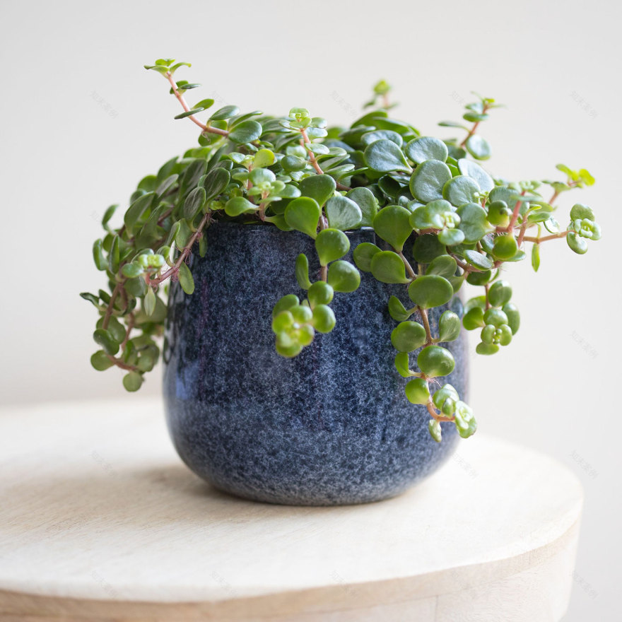 探索不同类型的花园植物,打造梦幻景观-8