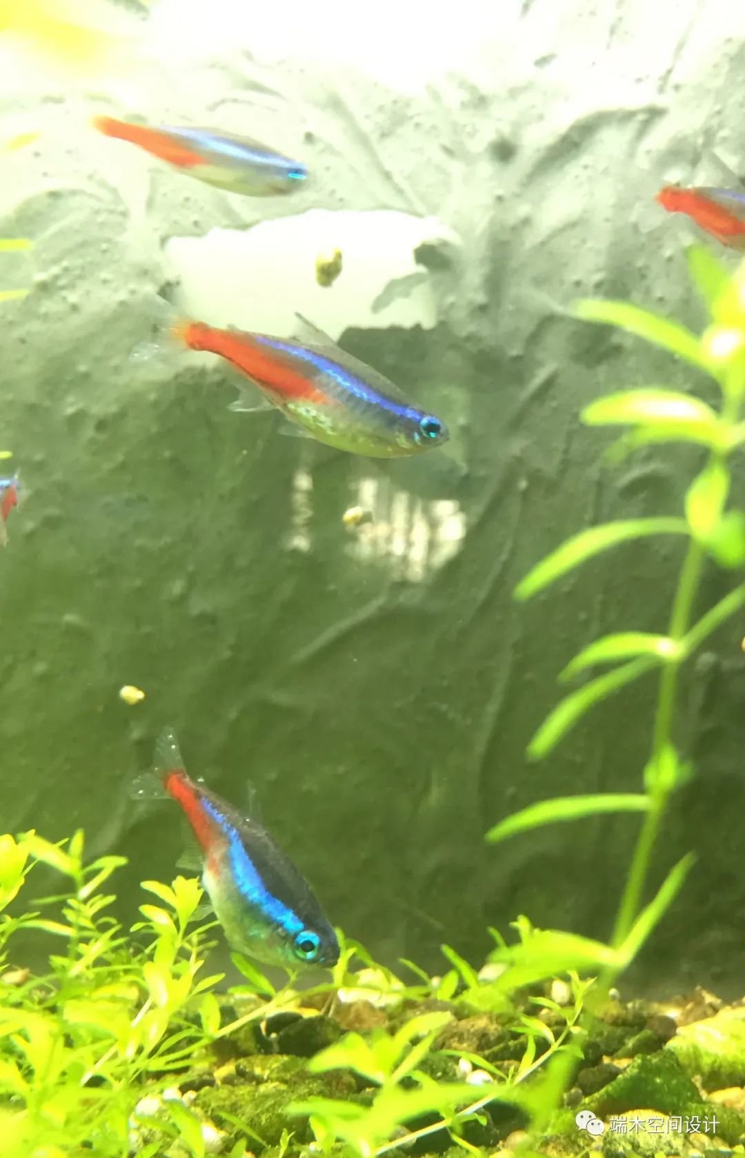 龙川单行线咖啡餐厅——文艺绿意中的静谧时光-38