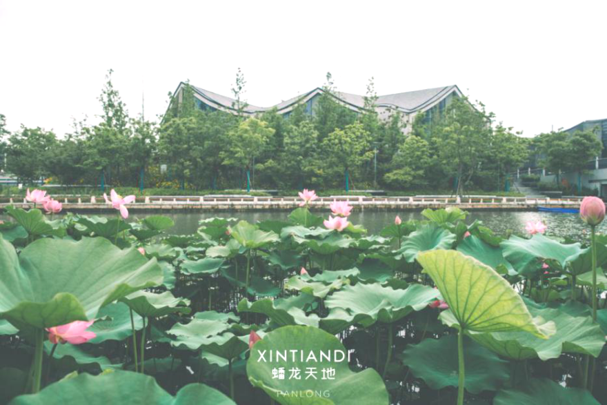 水墨蟠龙映江南碧波新韵续海派丨上海市水利院助力打造国家级旅游休闲街区-38