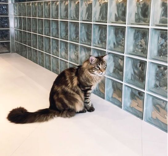 PARAS Coffee | 工业风中的美学空间-73