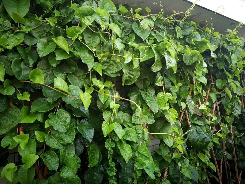 不惑之年，他自己动手建了一座楼顶花园，养花种菜喂鱼……-168