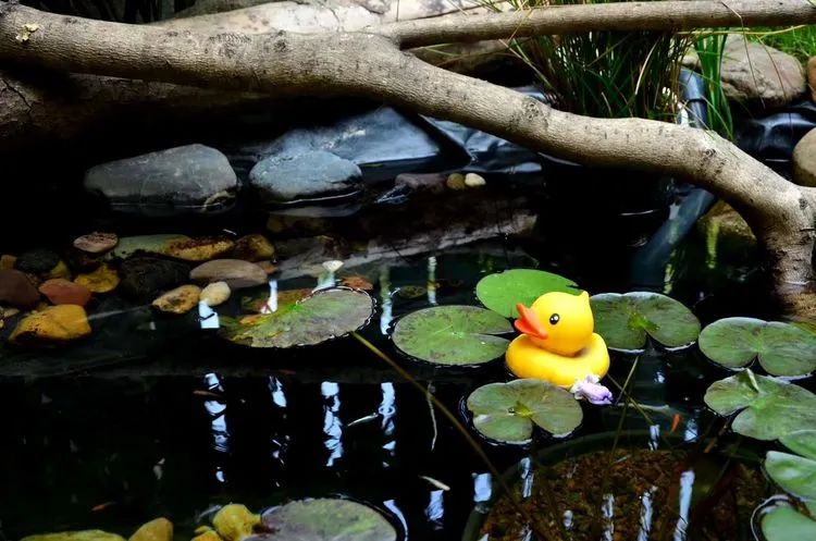 90后夫妻用4年时间，在魔都造了60平米花园，遛狗逗猫，好不惬意~-64