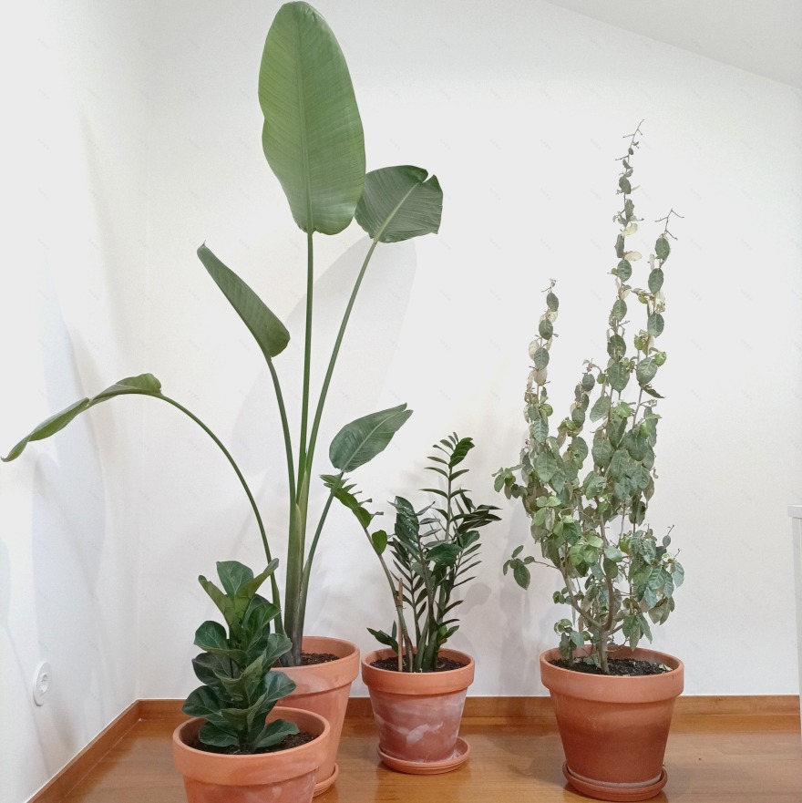 红波窗帘工作室丨葡萄牙丰沙尔丨AA.Arquitectos-11