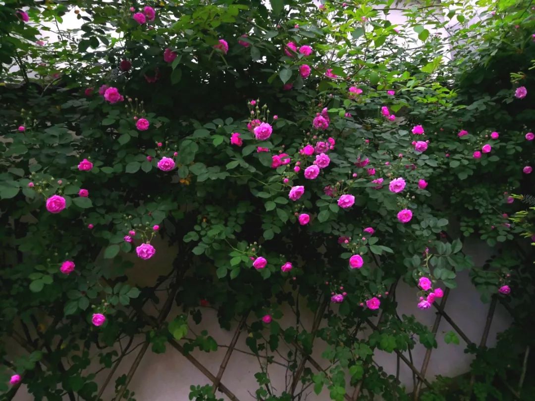 大叔也爱养花，3天造出个小花园，一分钱没花！-37