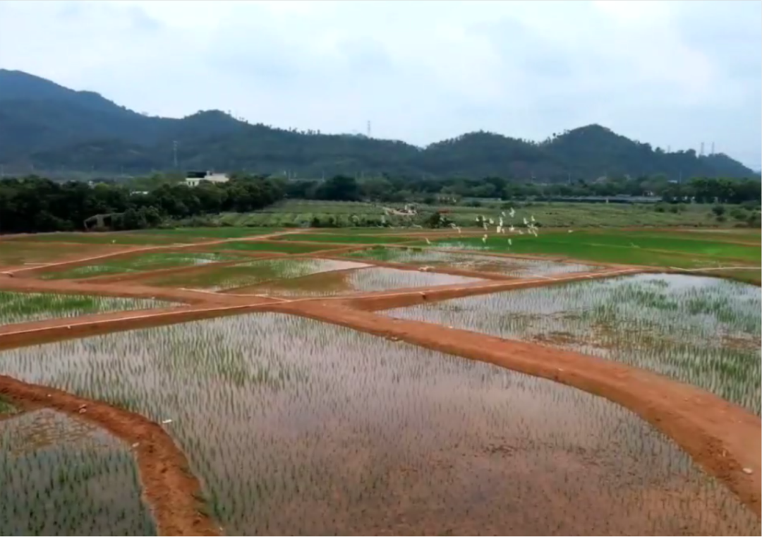 【获奖项目巡礼】⑥：生态文明理念下的新桃园乡村模式实践——东莞市清溪镇铁场村乡村社区建设规划-54