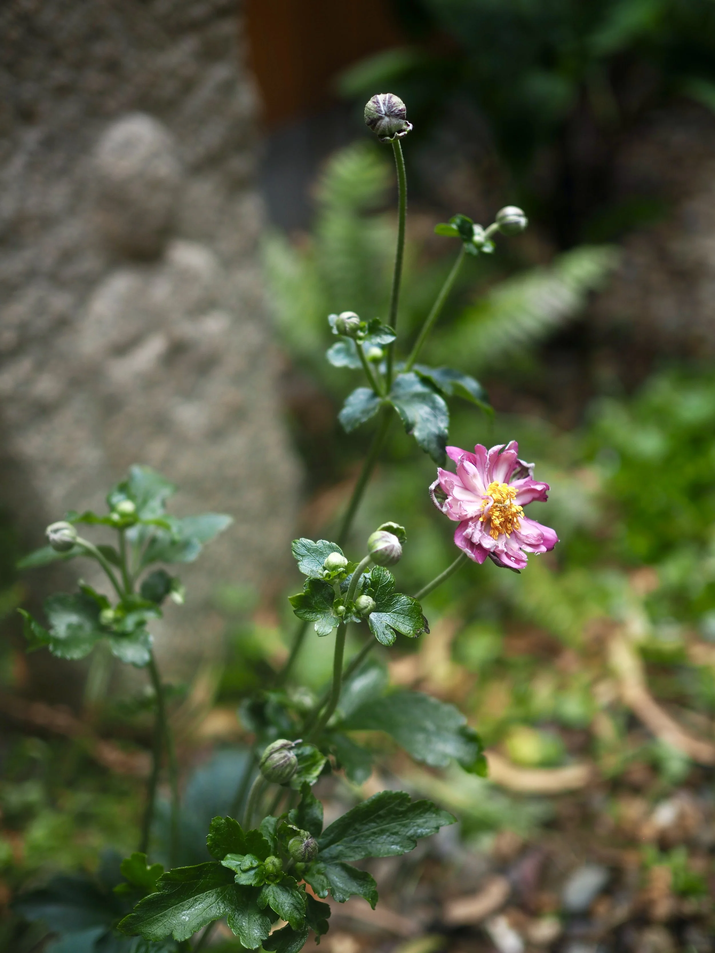 丨MODO（建筑设计）,Straw Brothers（设计,园艺与摄影）-11