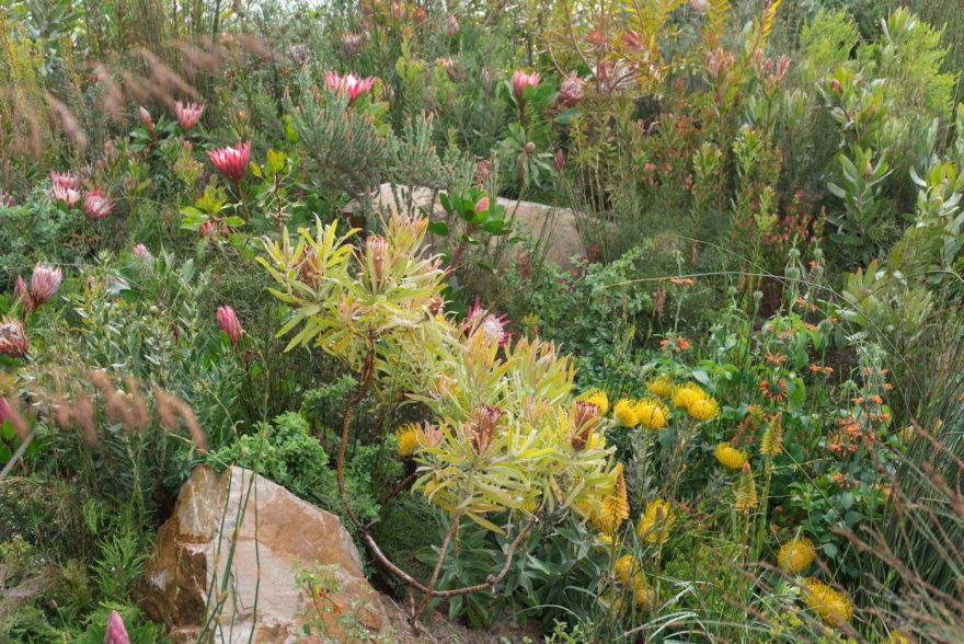 2018 Trailfinders南非葡萄酒庄园展示花园丨Jonathan Snow-11