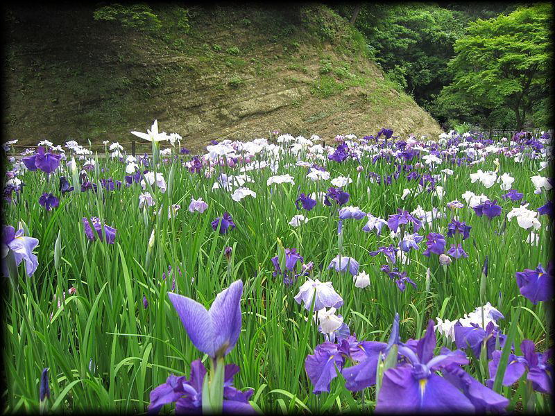 明月院丨日本神奈川-16