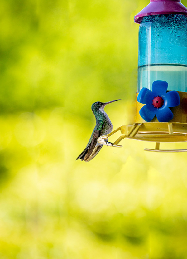 Simulações Abstratas-7