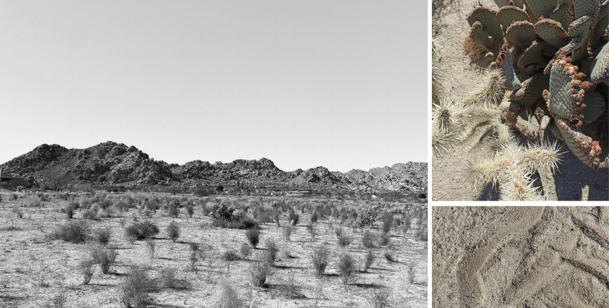 Sunkist沙漠客房丨美国加利福尼亚-5