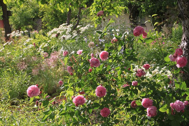 德普莱纳的小菜园丨德国柏林丨Büro Christian Meyer-11