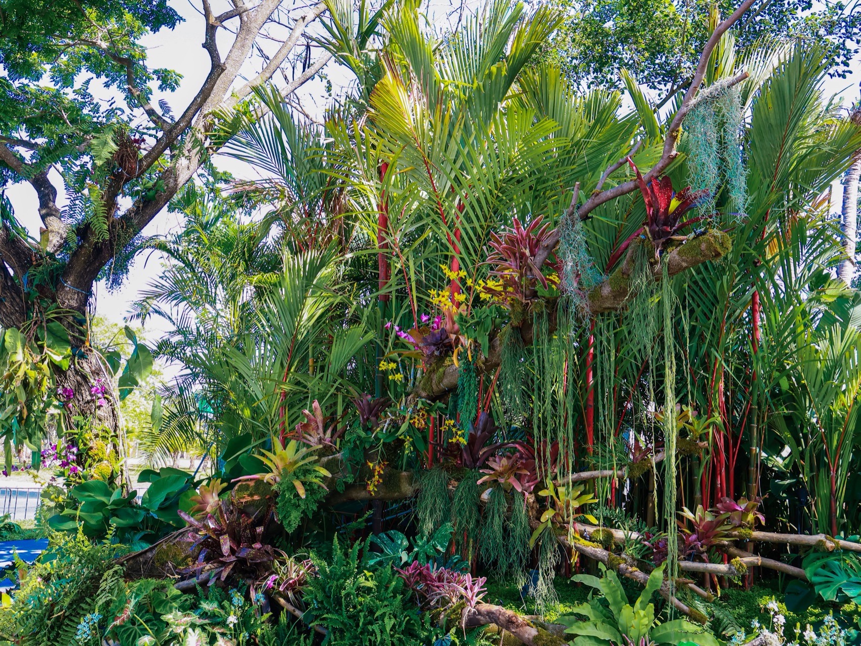 三亚海棠河生态公园阔叶浅溪段的花境生态营造丨中国三亚丨LOLA景观建筑设计事务所-67
