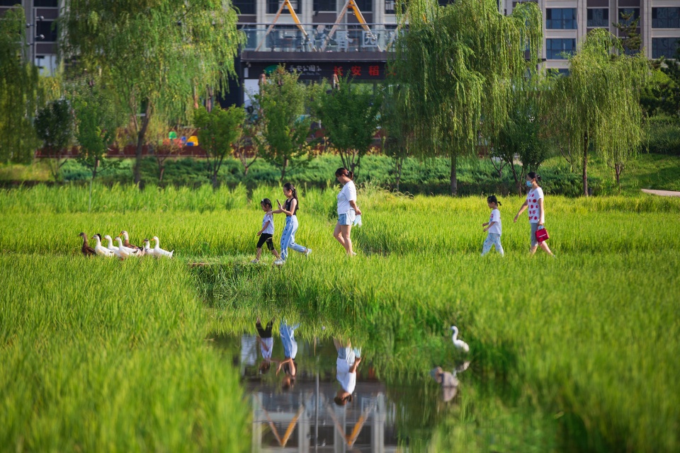 长安公园稻香园丨中国西安丨上海赤地设计事务所-11