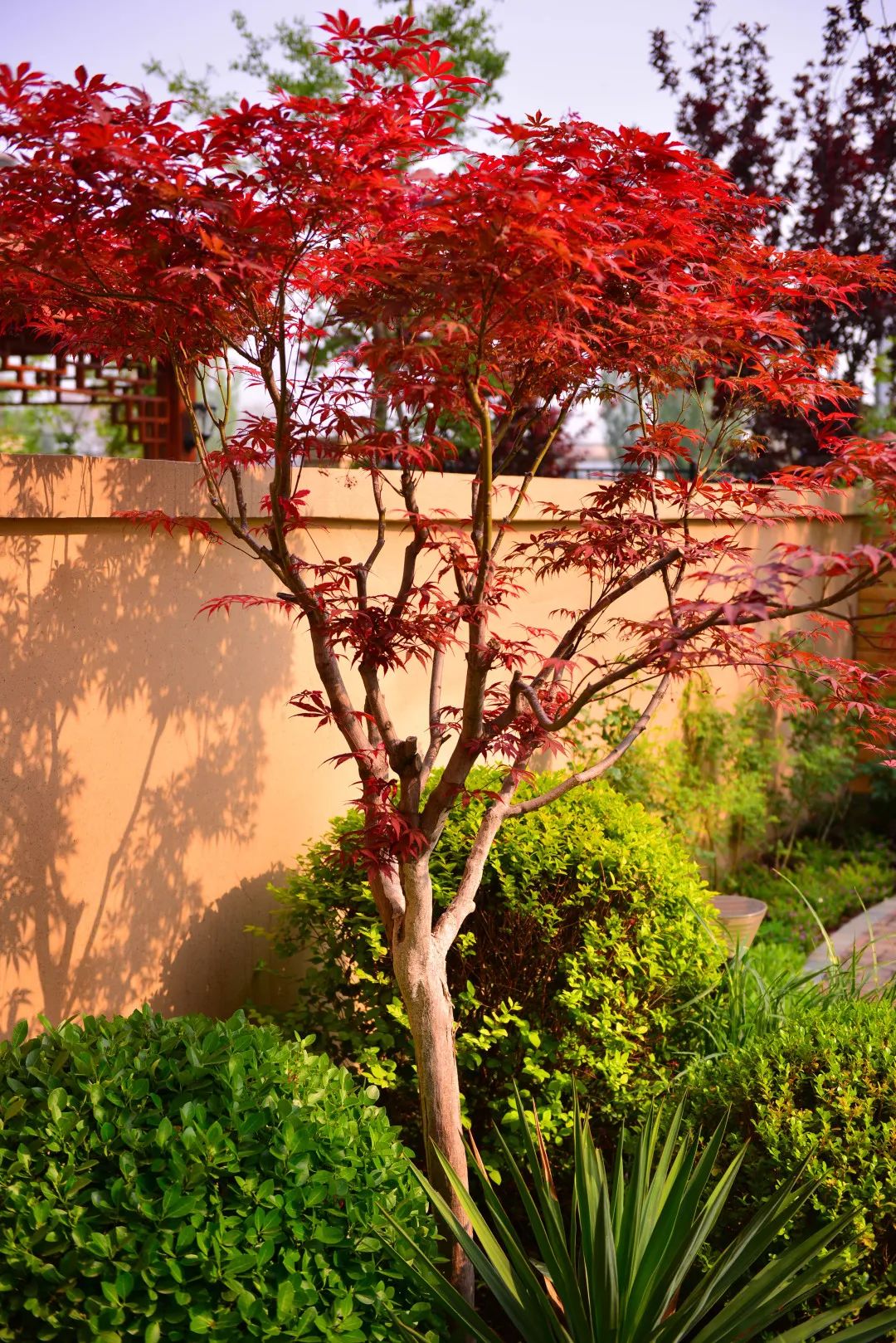 打造独特私家花园，体验简约宁静之美-60