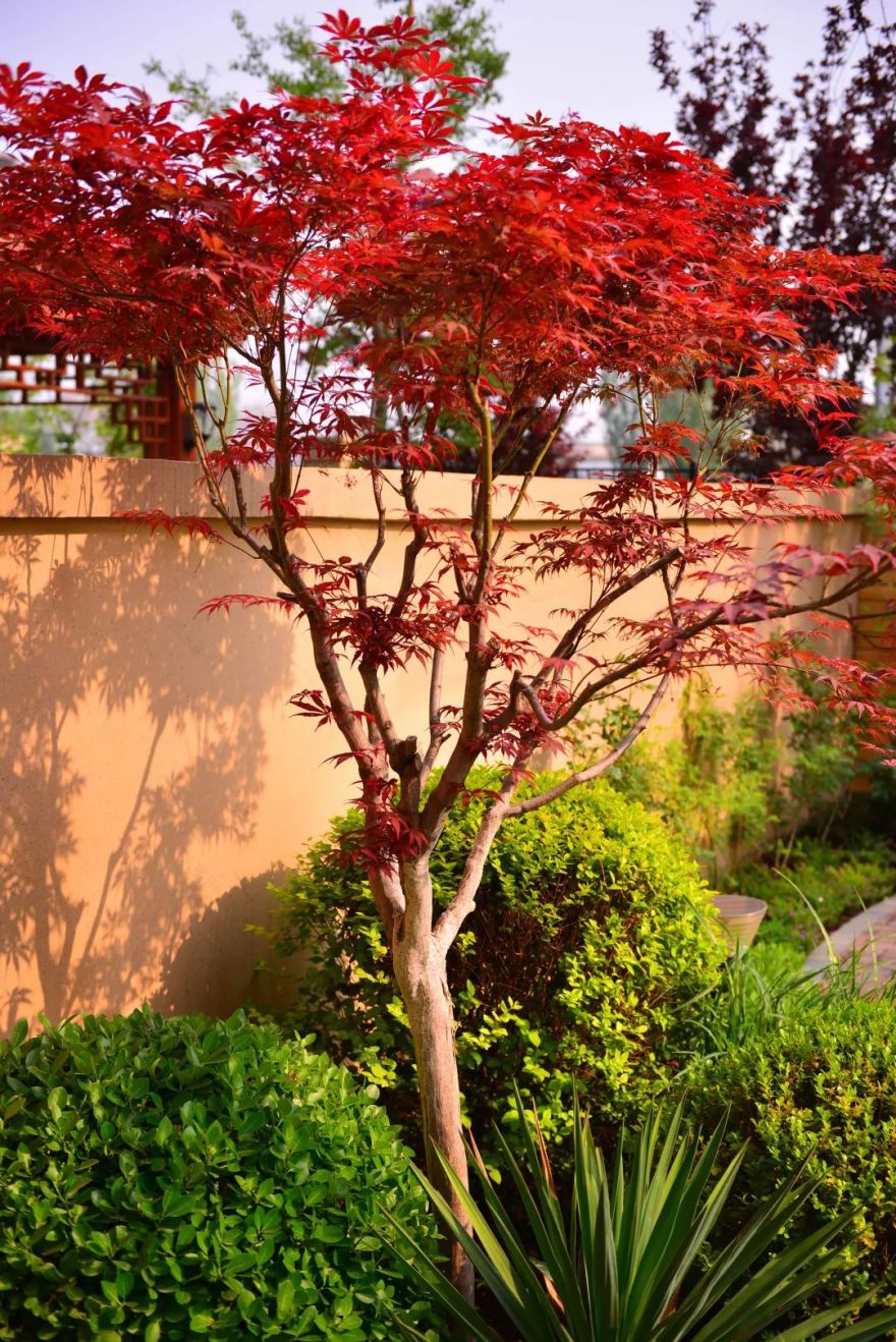 打造独特私家花园,体验简约宁静之美-60