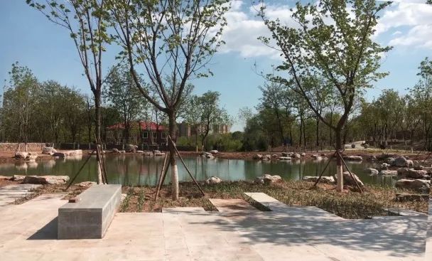 当杏园再着新妆 | 风林杏苑绿化项目建成小记-20