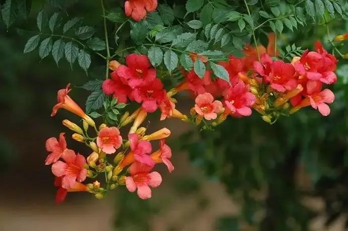 紫葳科瑰宝,凌霄花的魅力与应用-3