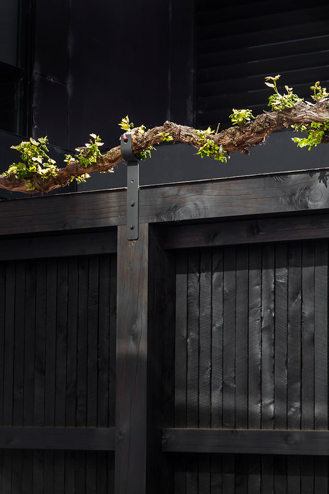Custom Grape Vine - B.E Architecture-6