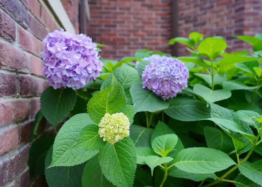 花园植物养护篇·绣球-110